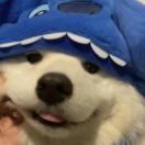 用户26858297的头像-大海资源库